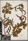 Foto von Salix caprea L.